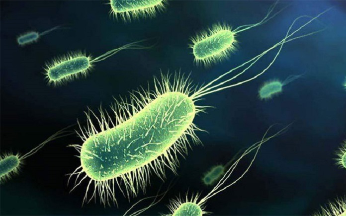 Cómo detectar y evitar la presencia de E Scherichia coli en la orina